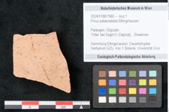 Foto (Objekt + Etikett) von Pinus palaeotaeda Ettingshausen (NHMW-GEO-2024-0188-7960)